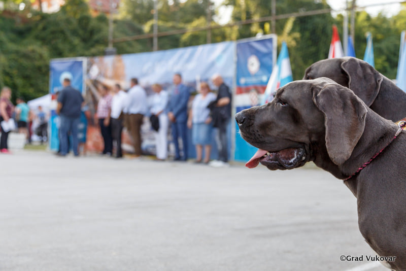 Nacionalna izložba pasa
